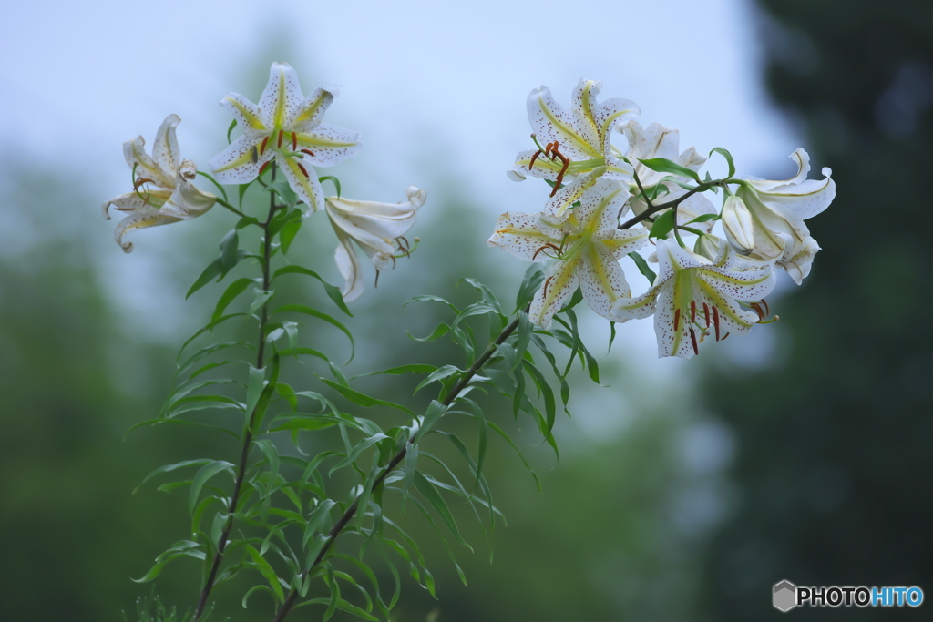 知人の庭の花　Ⅰ