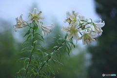 知人の庭の花　Ⅰ