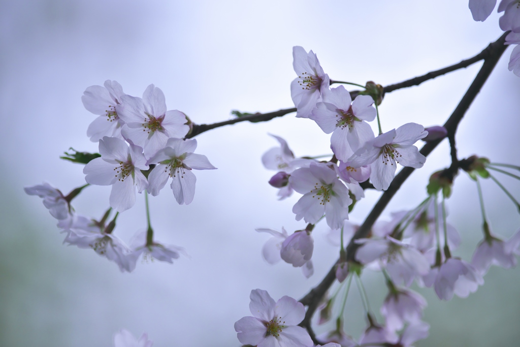 ソメイヨシノ　イ