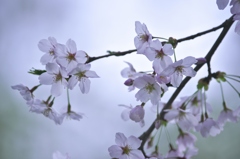 ソメイヨシノ　イ