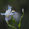 日陰の花