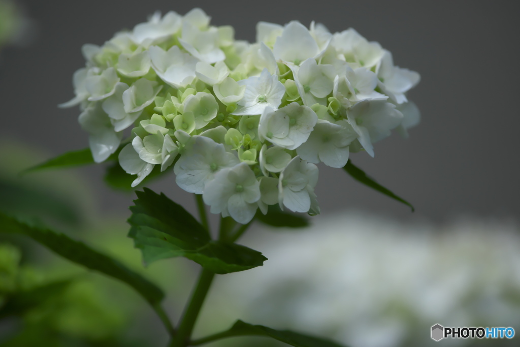雨引観音の紫陽花　ろ
