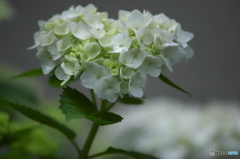 雨引観音の紫陽花　ろ