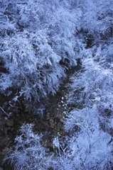 霧氷の渓流