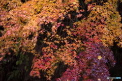 江竜田