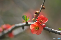 近くの公園のボケ