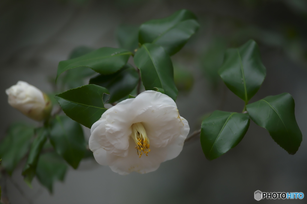 公園に咲く椿