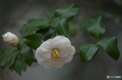 公園に咲く椿
