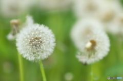 近くのお寺にあったタンポポ