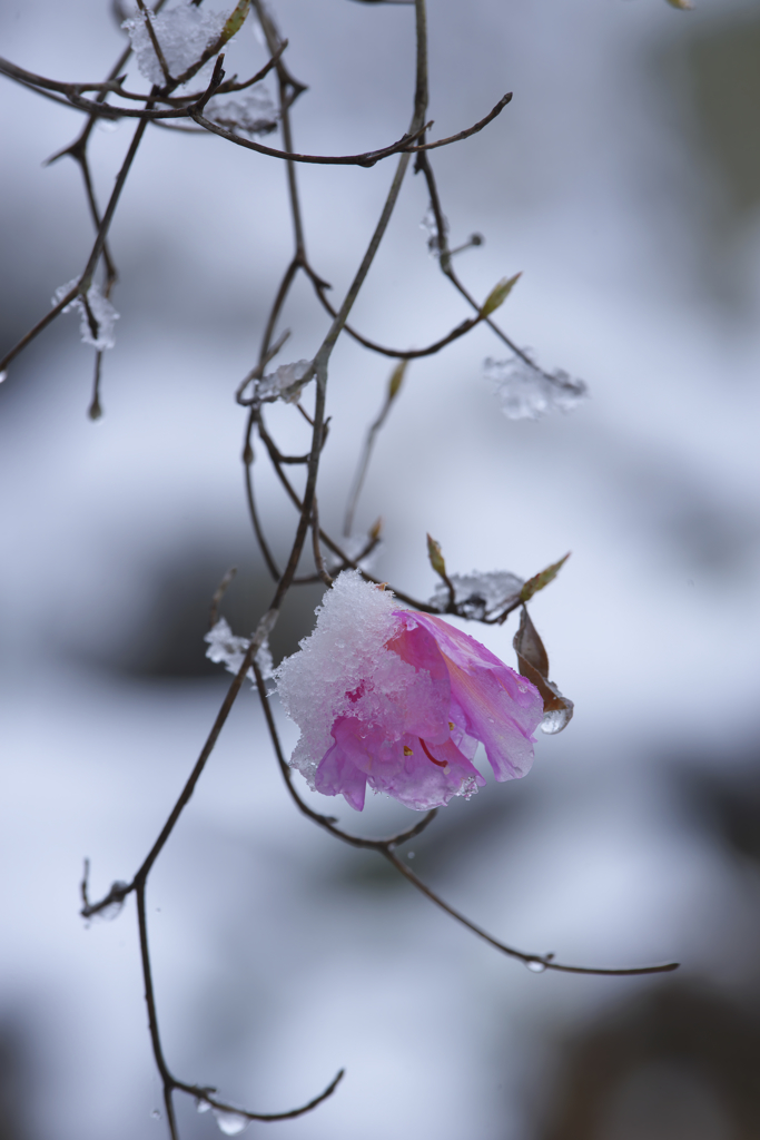 雪を被ったアカヤシオ