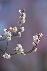 white plum blossoms