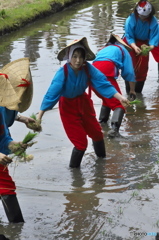 近津神社の中田植え　四