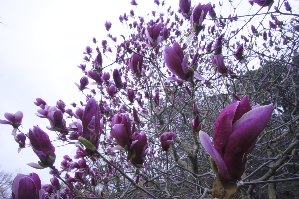 広角レンズ　Ｃ