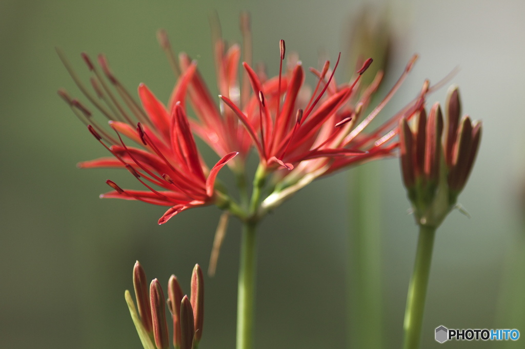  "  輝く赤い色　”