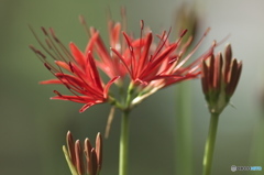  "  輝く赤い色　”