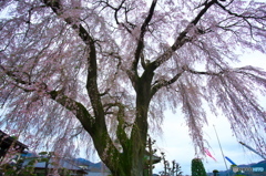 お寺の枝垂れ桜