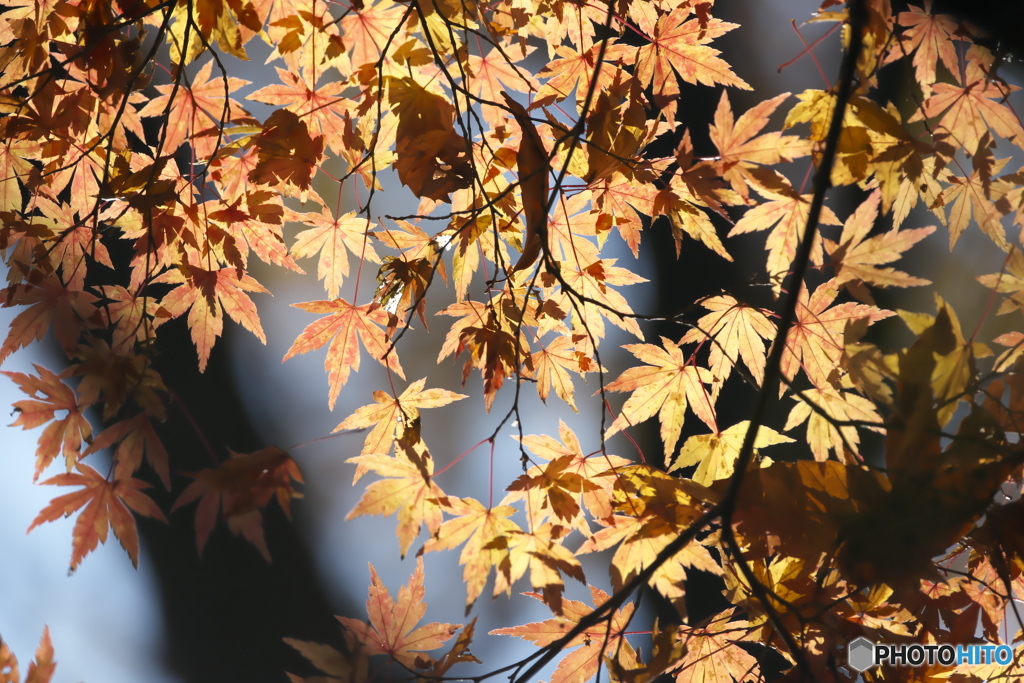 公園の紅葉