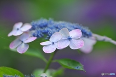 澤観音寺の紫陽花 は 澤観音寺の紫陽花 は