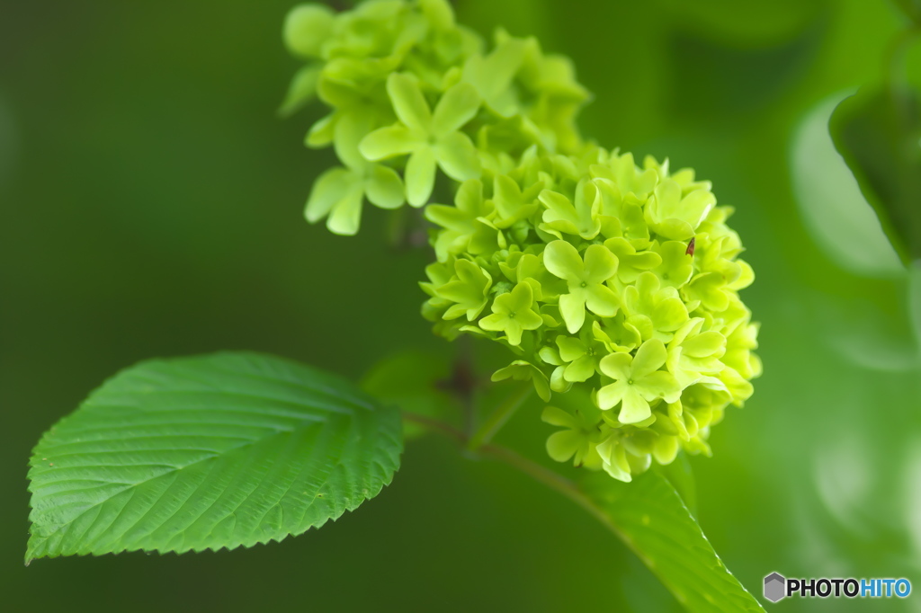 近くのお寺に咲いていた花