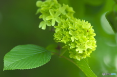 近くのお寺に咲いていた花