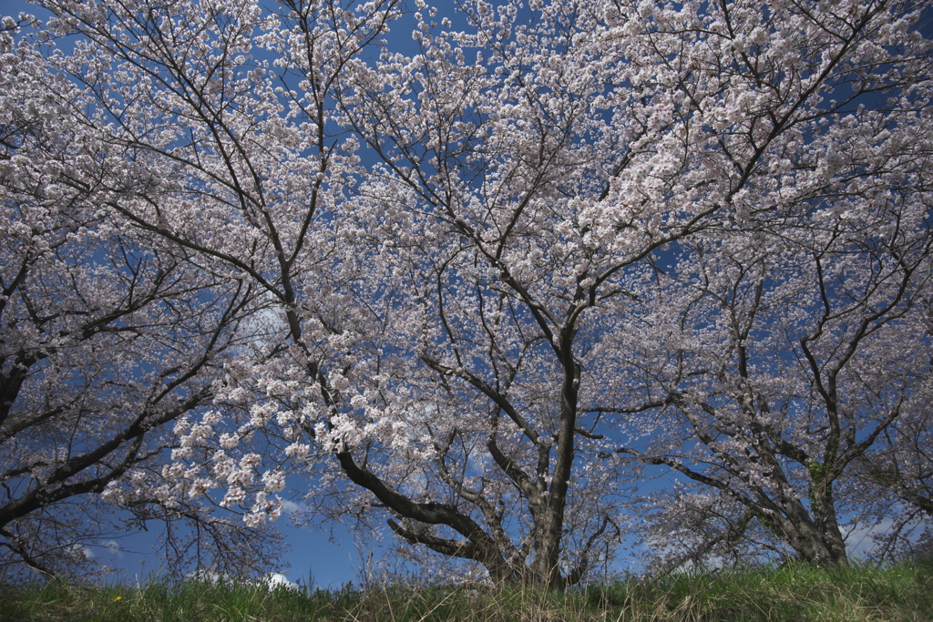 宮川の桜