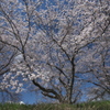 宮川の桜