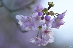 雨引観音　桜