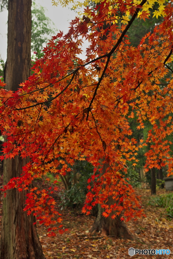 公園の紅葉