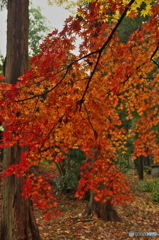 公園の紅葉