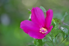 Ｙ/Ｃバリオゾナー　Ｃ