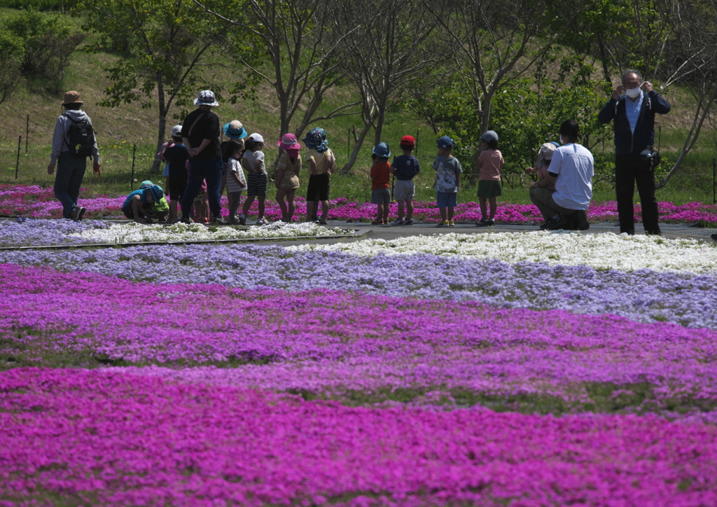芝桜ウォーキング