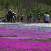 芝桜ウォーキング