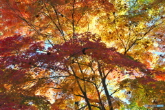 公園の紅葉