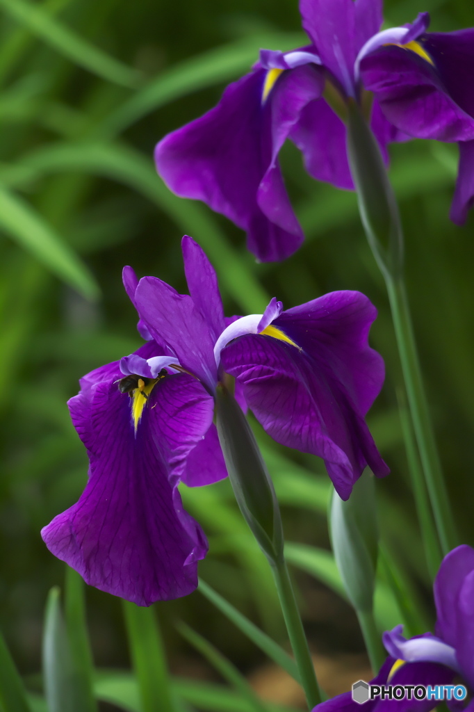 毛越寺のカキツバタ　　い
