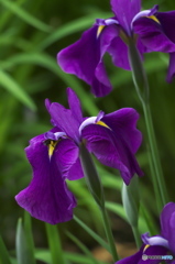 毛越寺のカキツバタ　　い