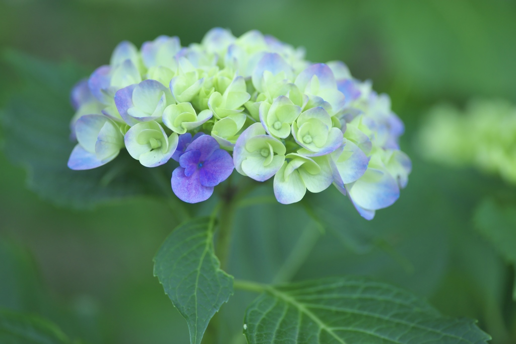 旬の花紫陽花　参