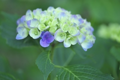 旬の花紫陽花　参