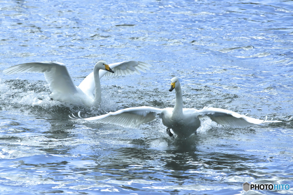 清流の白鳥