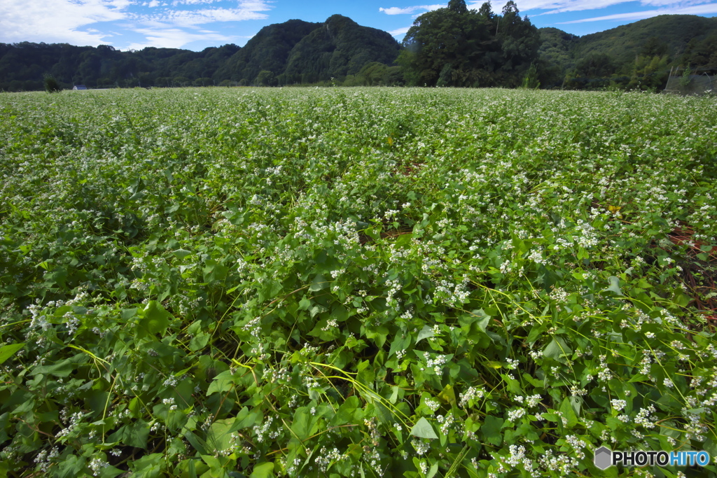 蕎麦屋さんの蕎麦畑　♫