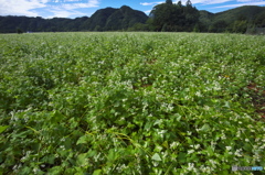 蕎麦屋さんの蕎麦畑　♫