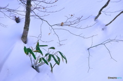 小野川湖の雪景色