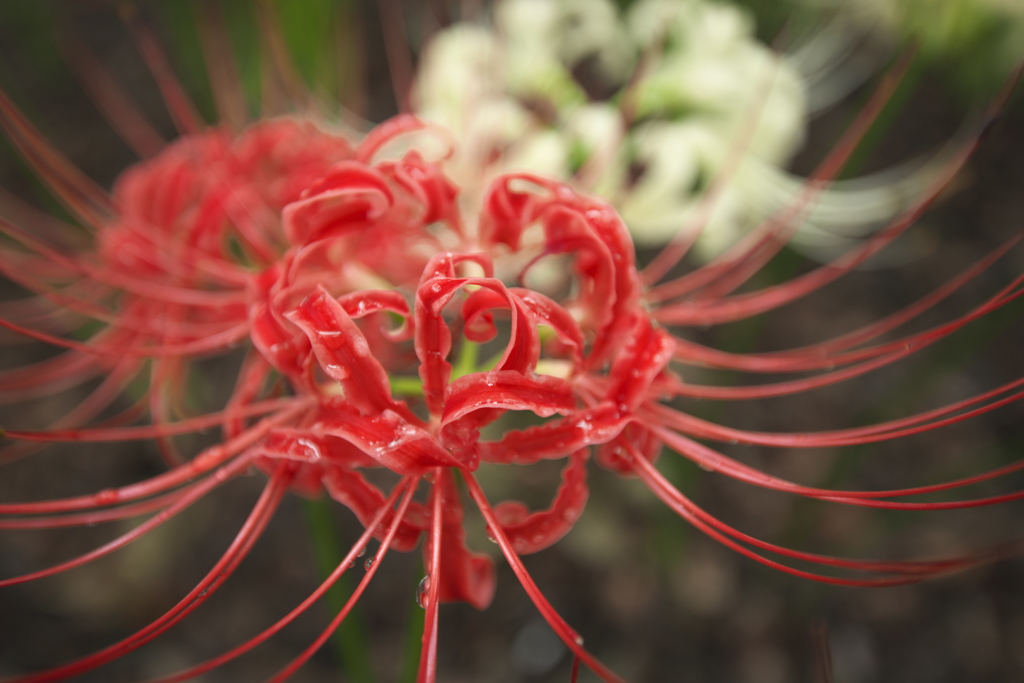 境三つ木の彼岸花