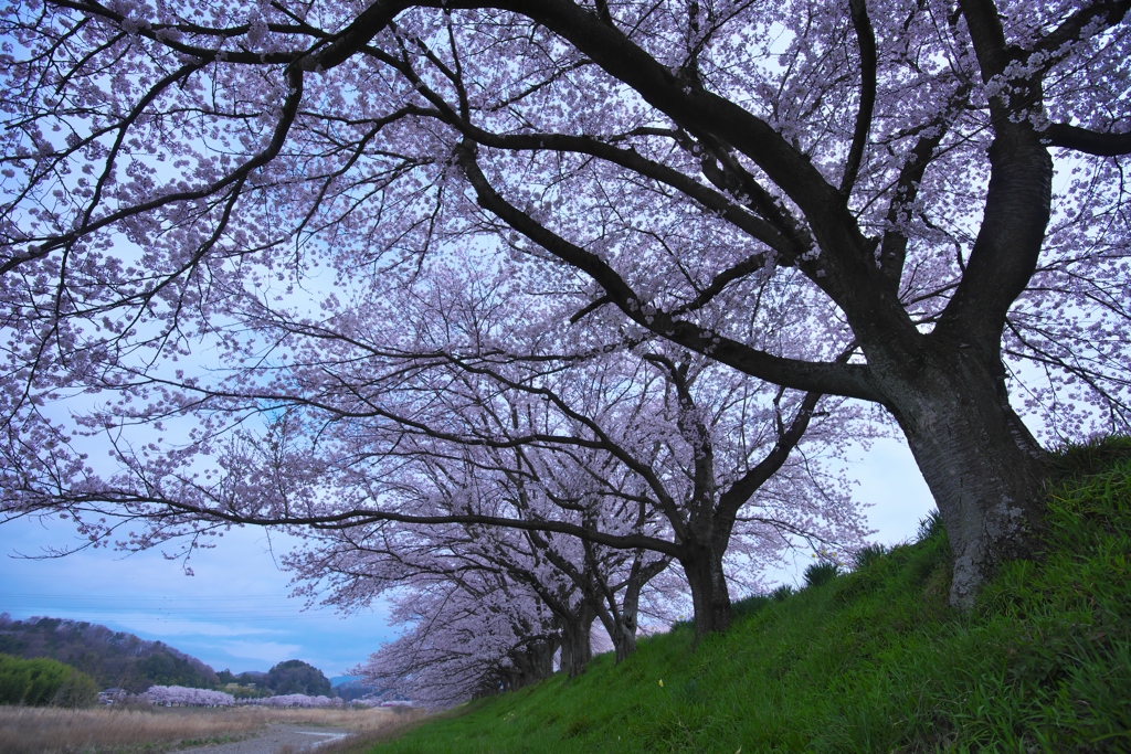 花満開ソメイヨシノ　四