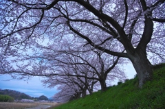 花満開ソメイヨシノ　四