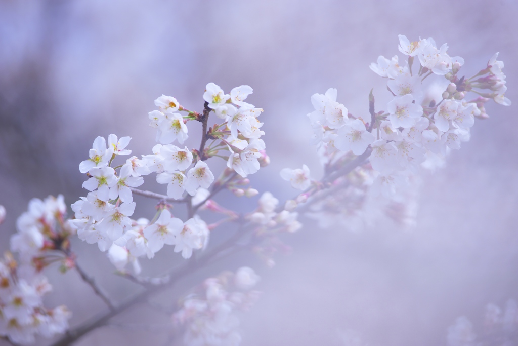 桜満開薄墨桜　参