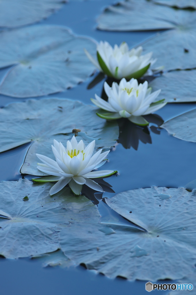 水の綺麗な湧水沼の睡蓮　に