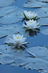 水の綺麗な湧水沼の睡蓮　に