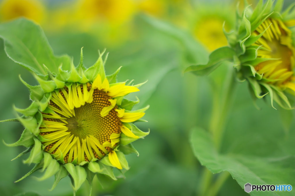 夏と言えばひまわりだ　♪♪　に