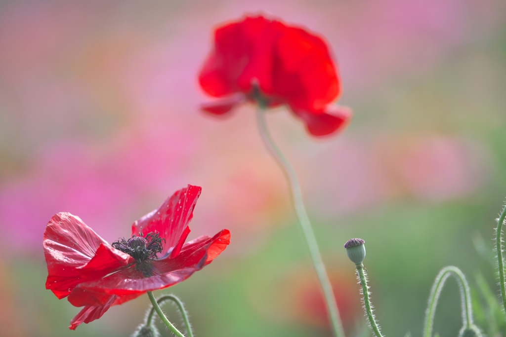 小貝川のポピー園　参