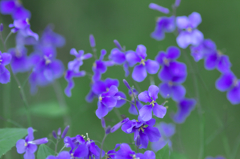 路傍に咲く花　壱